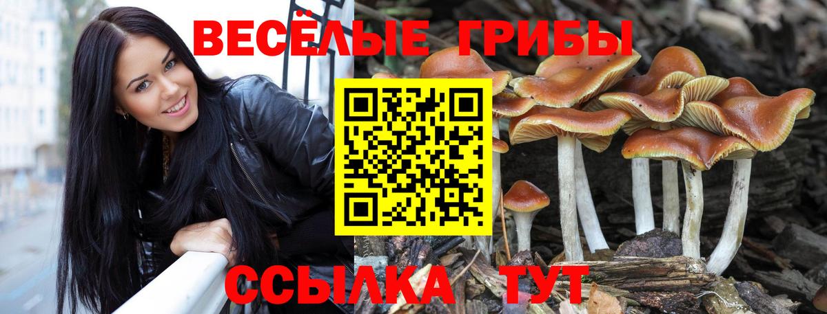 купить закладку  Вход с VPN  Шадринск  Галлюциногенные грибы Psilocybe 